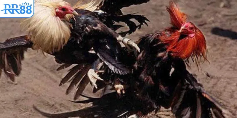 SV388 cập nhật liên tục live đá gà trực tiếp